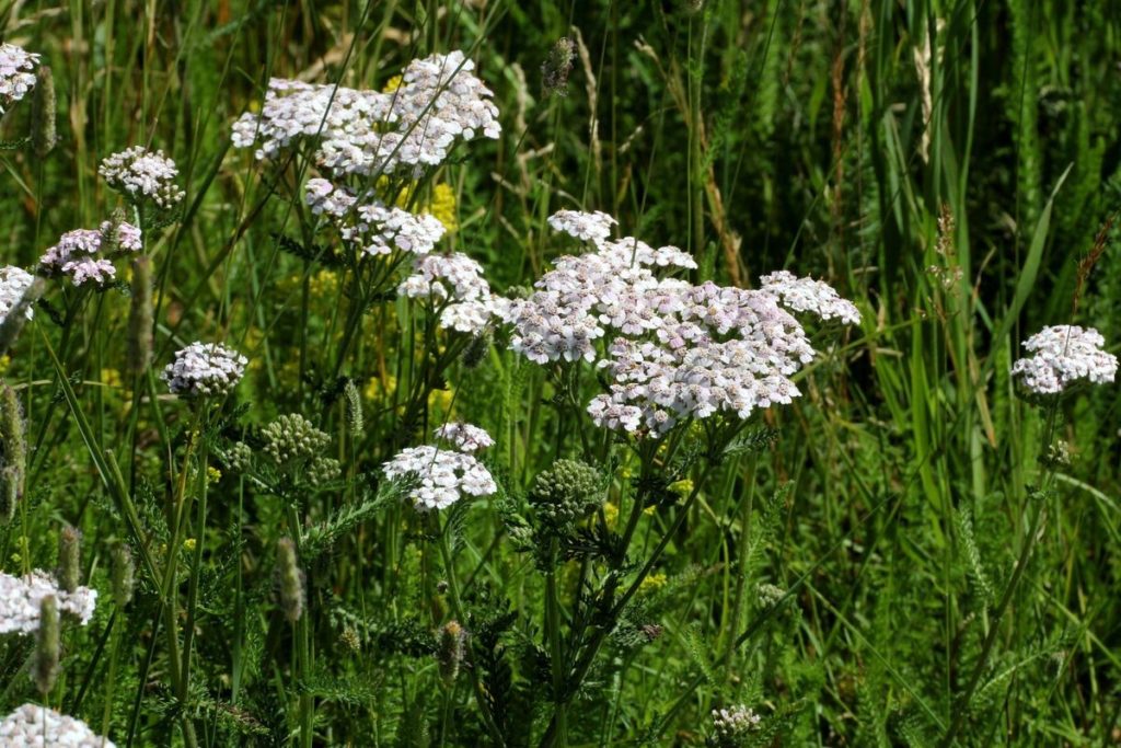 Siberi Raudrohi Raudrohi – Tervendaja Marika